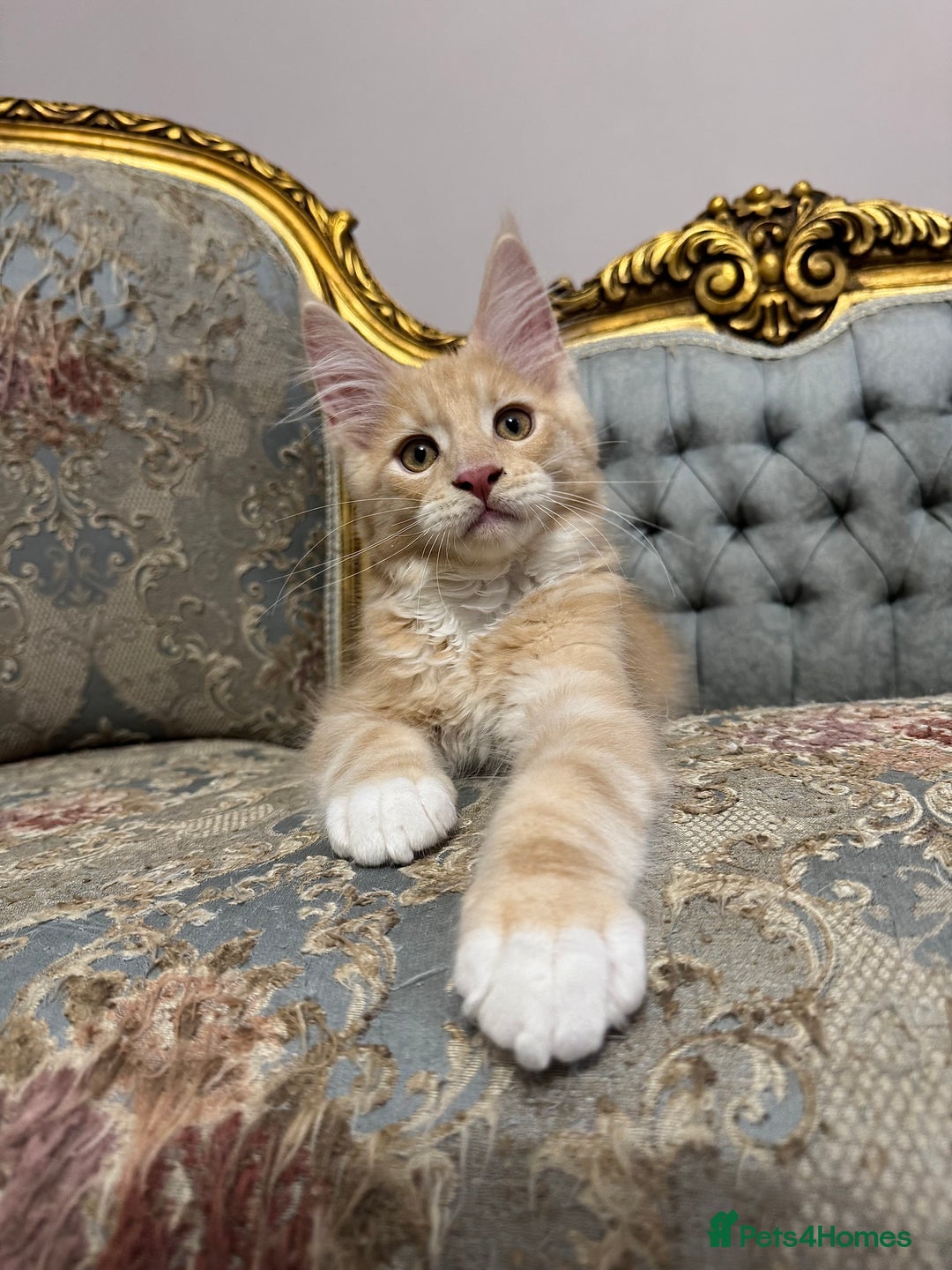 Maine Coon cats for sale: Maine Coon Kittens 🏆 20+ gen 🧬 Full Pedigree - Advert 36