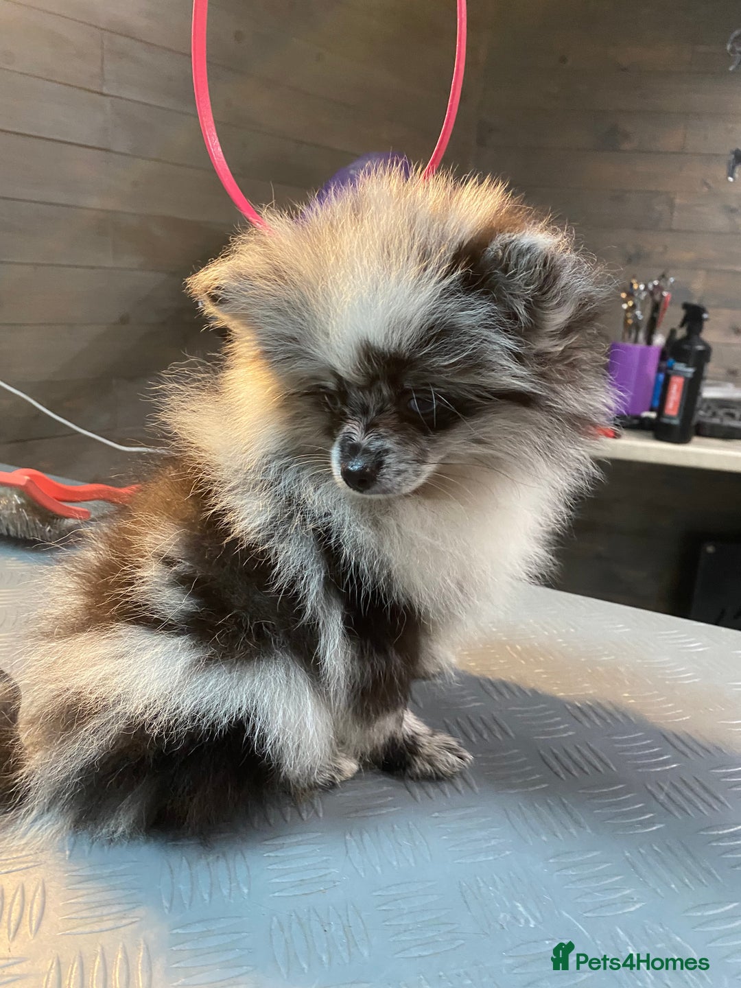 Pomeranian dogs for sale: Super cute sassy poms - Advert 8