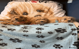Cavachon dogs for sale: Fluffball Cavapoos ready to go 💕 - Image 10