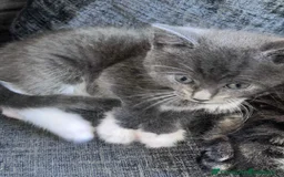 British Shorthair cats for sale: Female 9 week old kitten  - Image 3