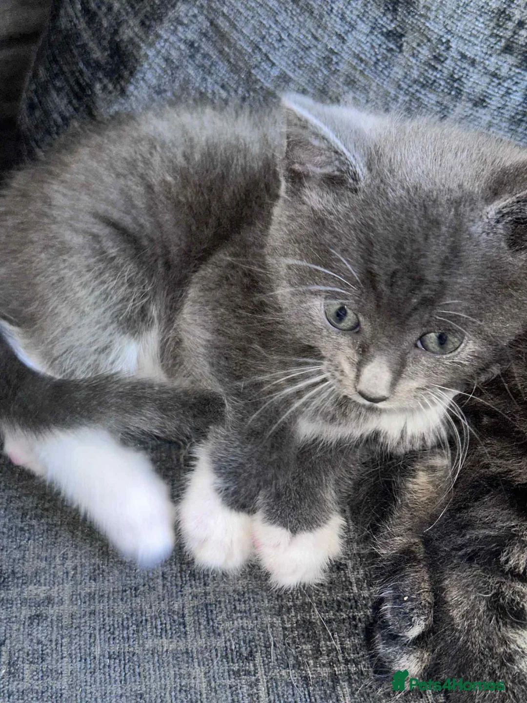 British Shorthair cats for sale: Female 9 week old kitten  - Image 3