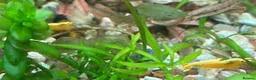 Shrimps fish for sale: Black, red, and yellow freshwater shrimp  - Advert 7