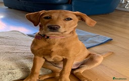 Labrador Retriever dogs for sale: KC Fox Red Labrador Pups - Health tested - Image 5