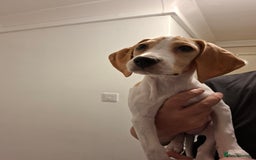 Beagle dogs for sale: Beagle puppy 11 weeks - Image 4