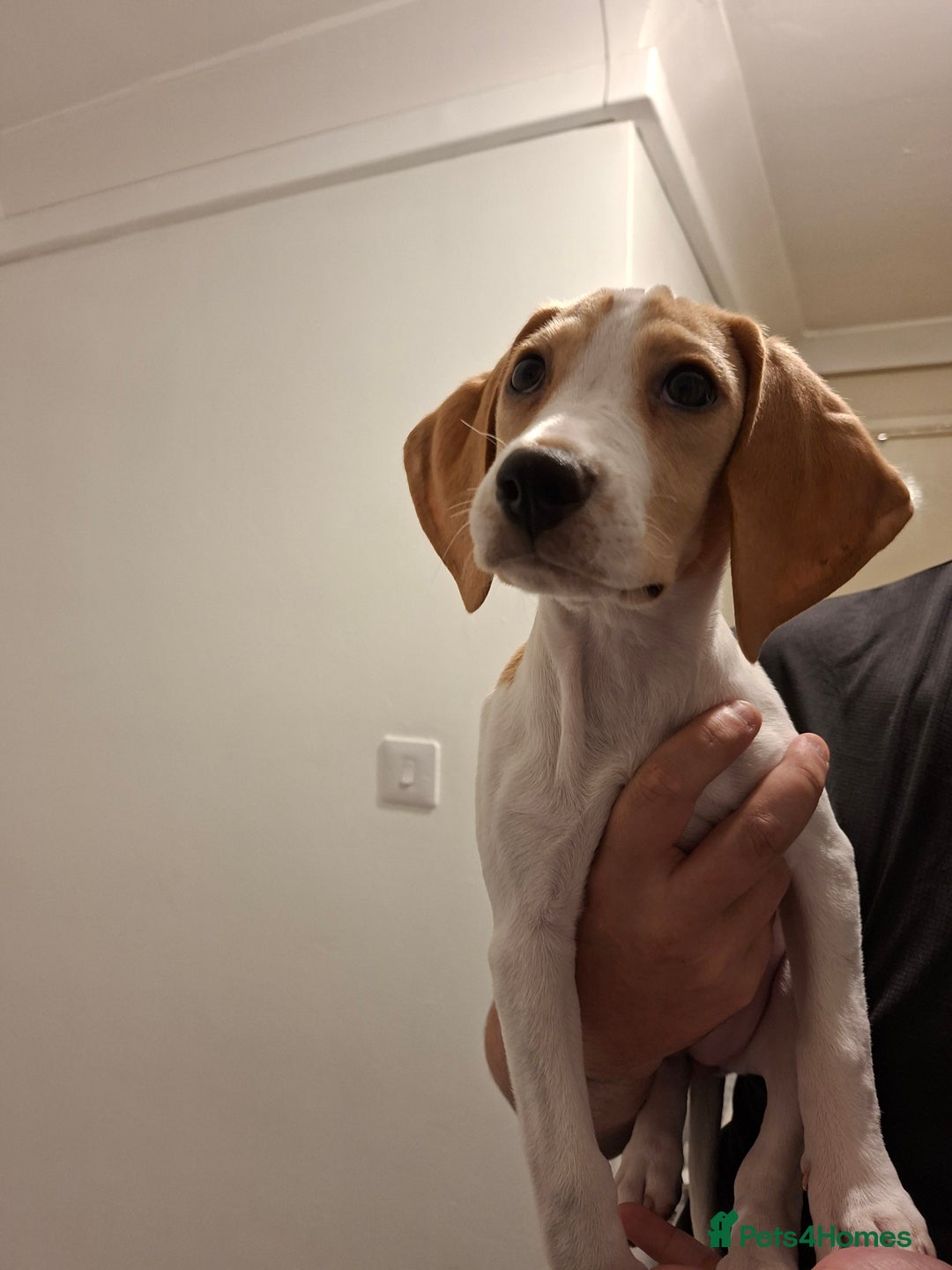 Beagle dogs for sale: Beagle puppy 11 weeks - Image 4