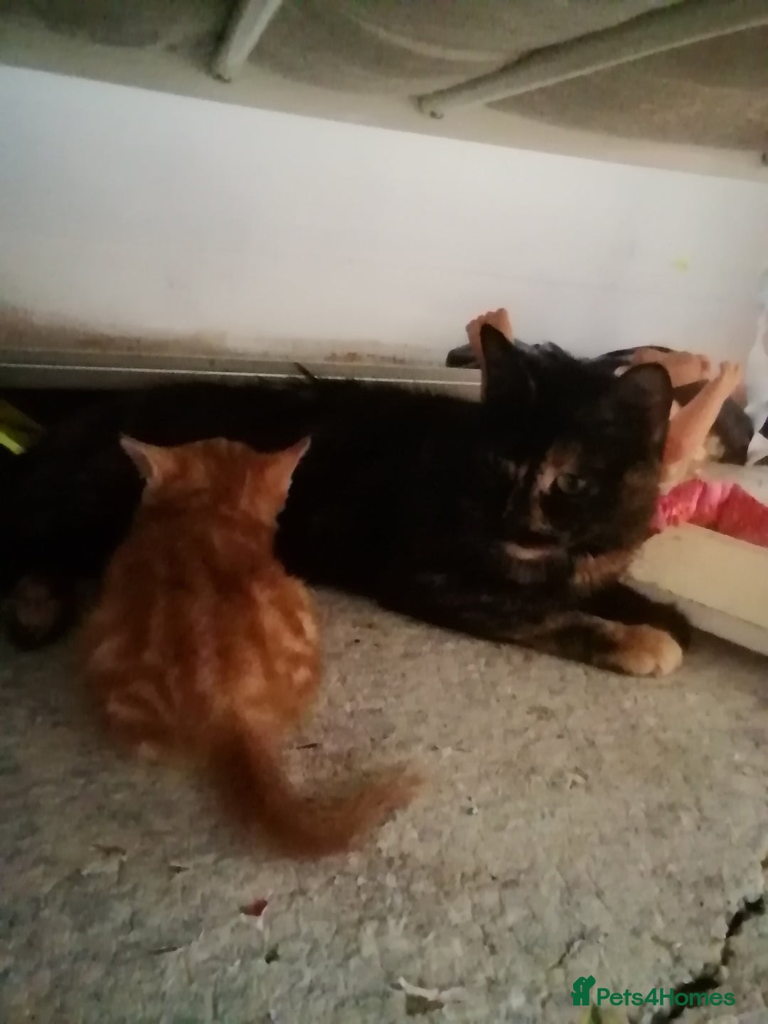 Mixed Breed cats for sale: 2 kittens male and female - Advert 6