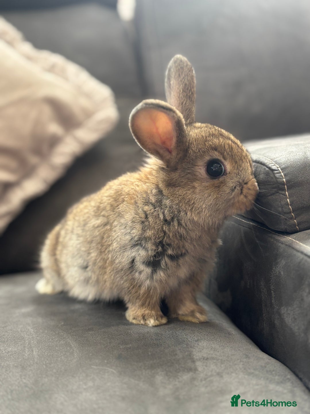 Mini Lion Lop rabbits for sale: Lion lop baby bunnies  - Image 9