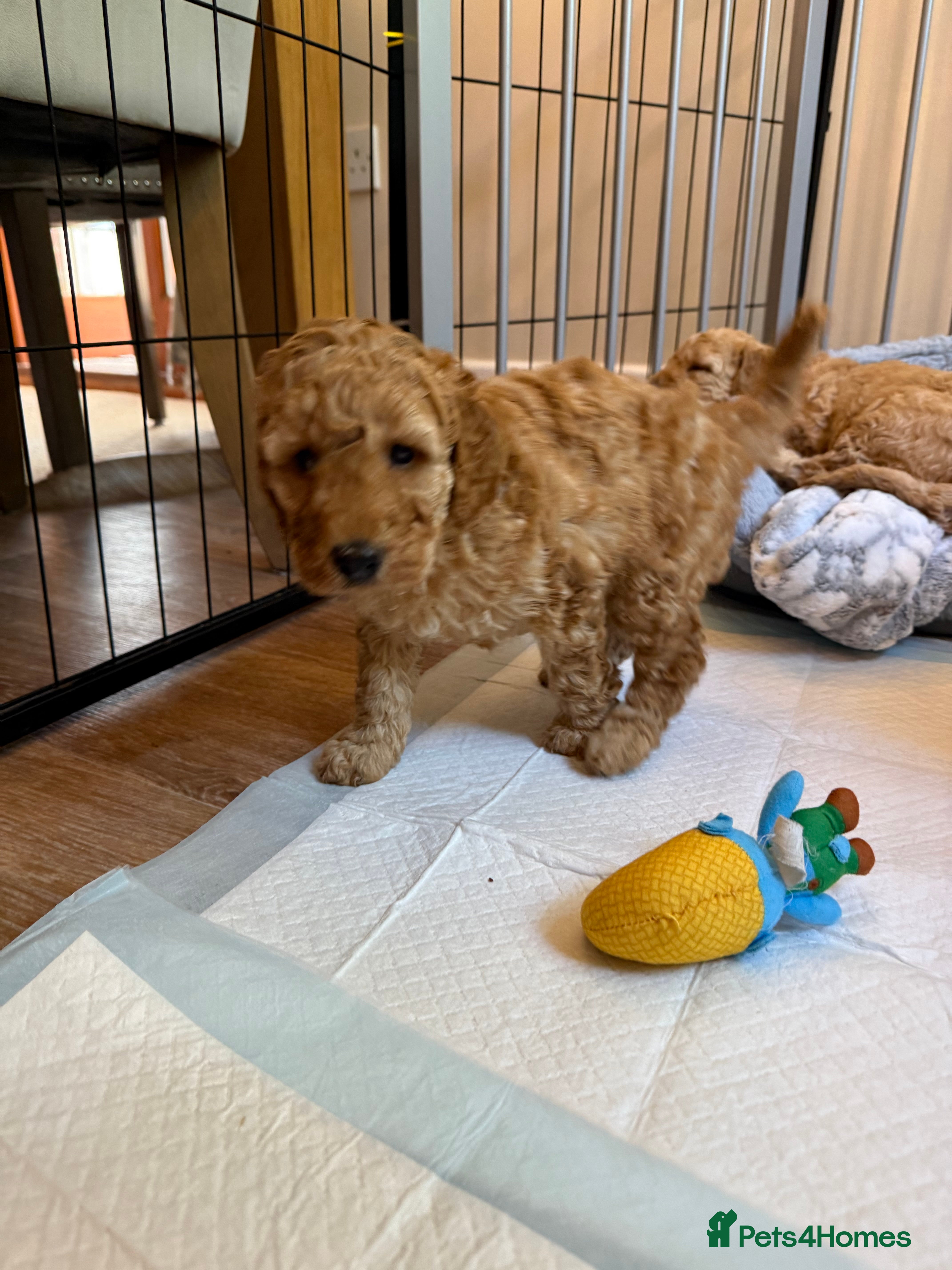 Cockapoo dogs 🐾 3 Gorgeous Male F1B Apricot Cockapoo Puppies 🐾 - Advert 2