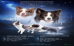 Border Collie dogs for sale: Stunning KC registered blue and white bitch  - Image 2