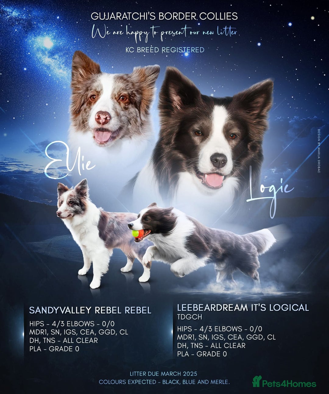 Border Collie dogs for sale: Stunning KC registered blue and white bitch  - Image 2