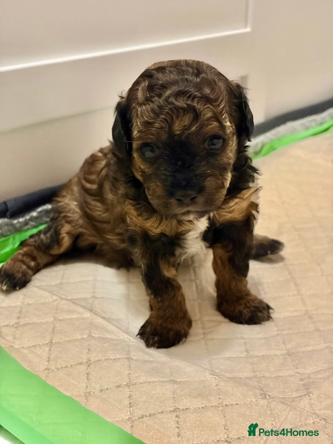 Mixed Breed dogs for sale: Toy Poodle Mix Puppies – Home Raised - Advert 8