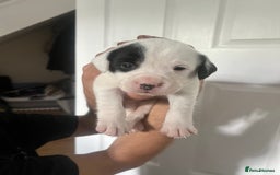 Mixed Breed dogs for sale: 🏡 Staff x American Bulldog Puppies  - Image 32
