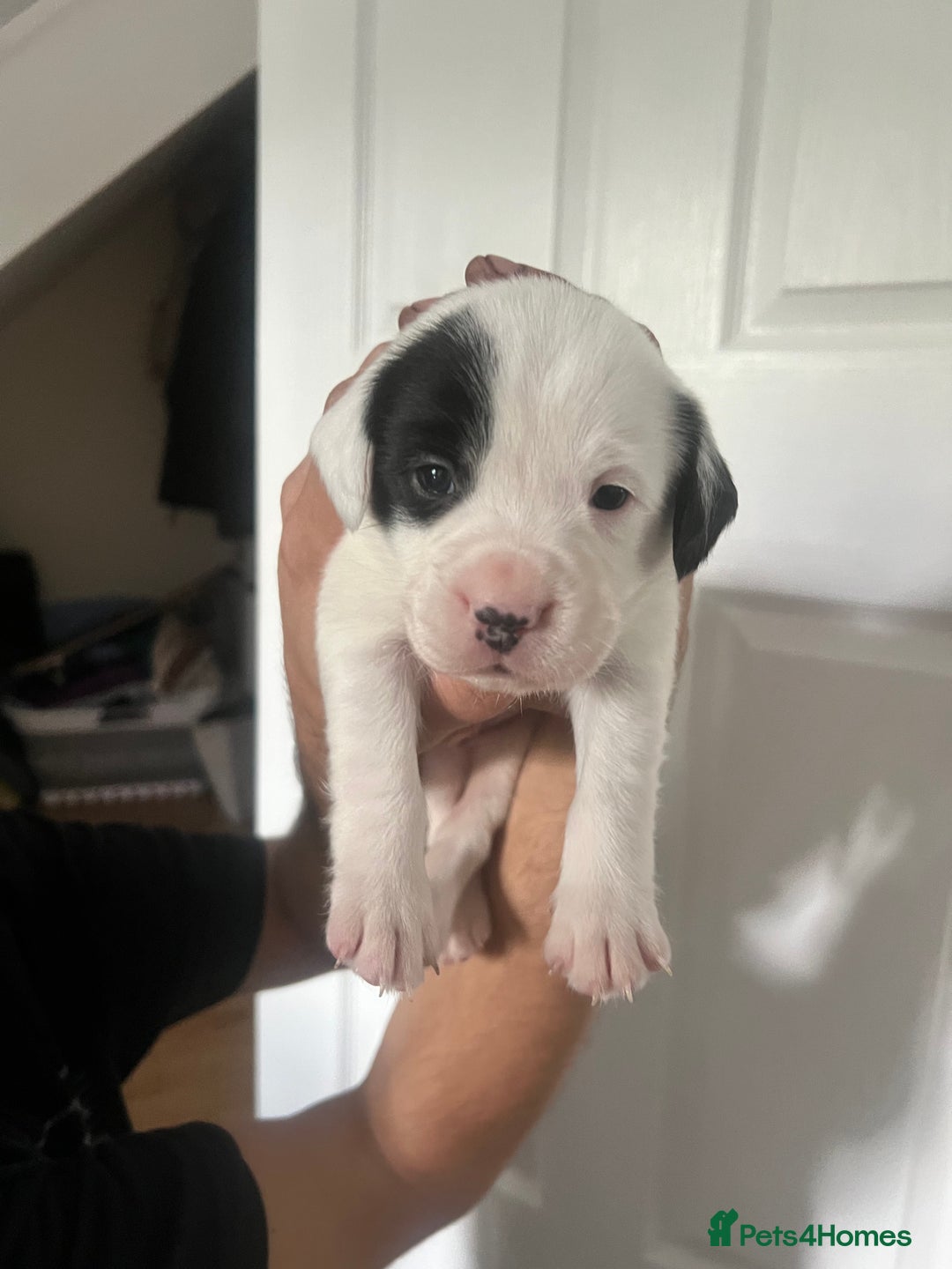 Mixed Breed dogs for sale: 🏡 Staff x American Bulldog Puppies  - Image 32