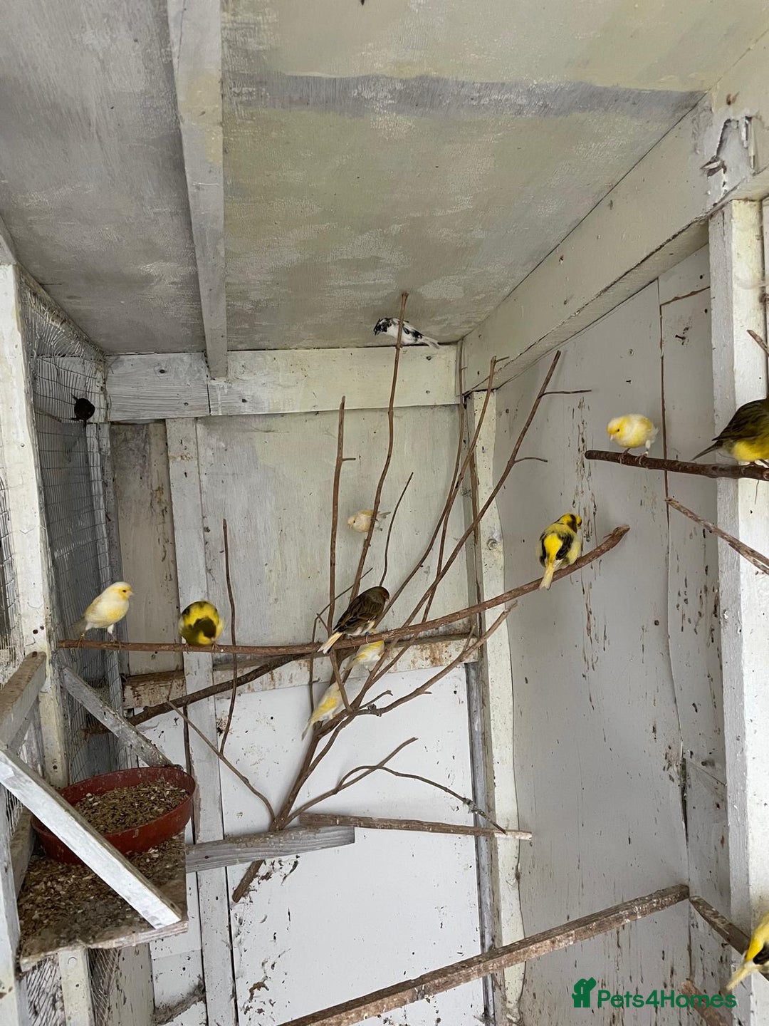 Canaries birds for sale: Canaries for sale - Advert 2