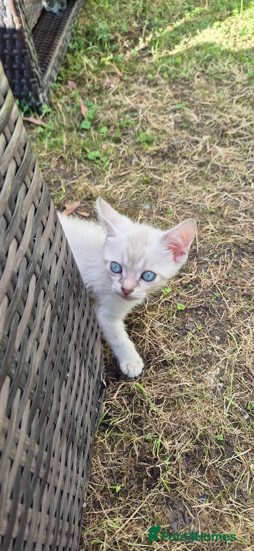 Mixed Breed cats for sale: Beautiful bengal - Advert 2