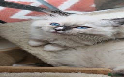 Ragdoll cats for sale: Adorable Ragdoll Kittens for Sale! 🐱✨ - Image 1