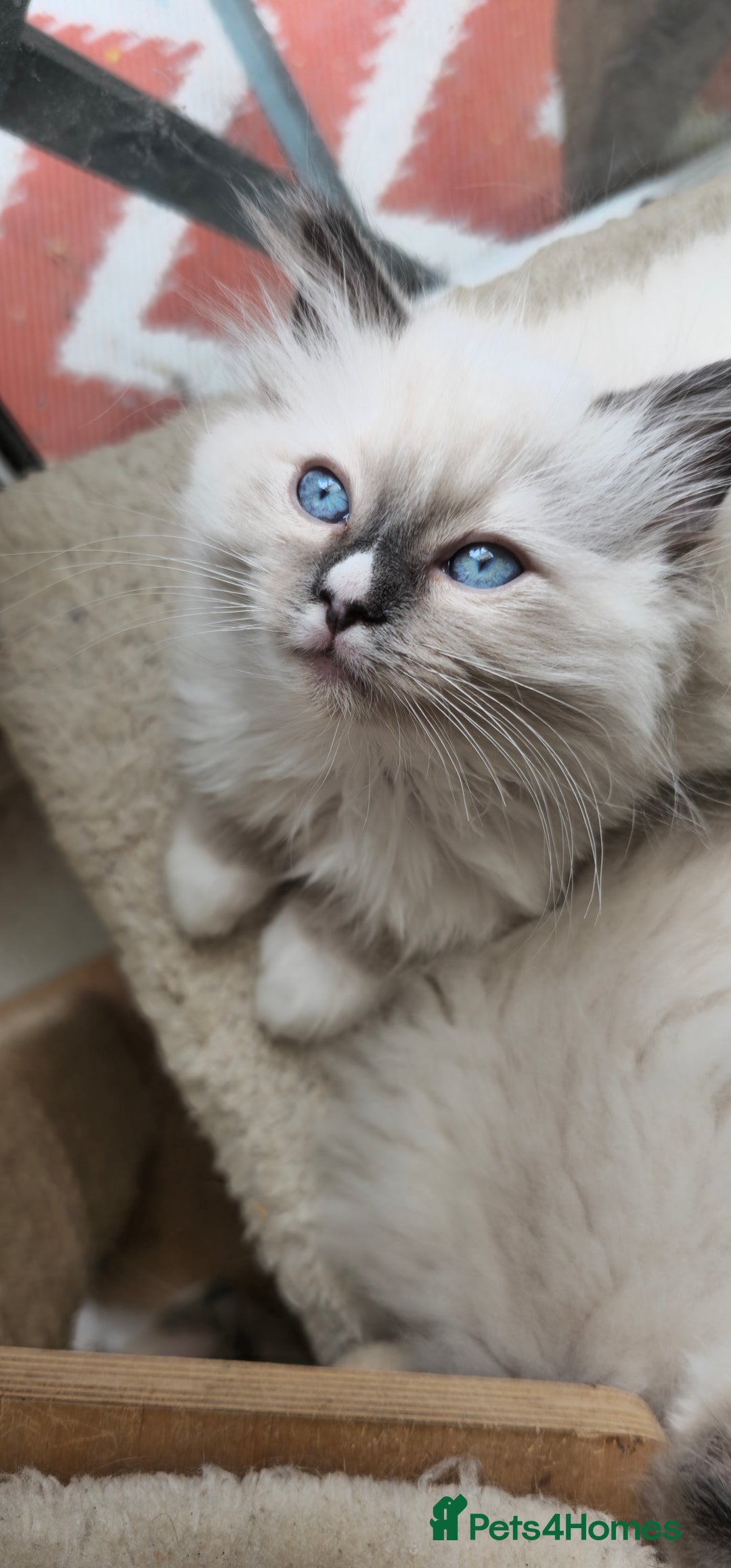Ragdoll cats for sale: Adorable Ragdoll Kittens for Sale! 🐱✨ - Image 1