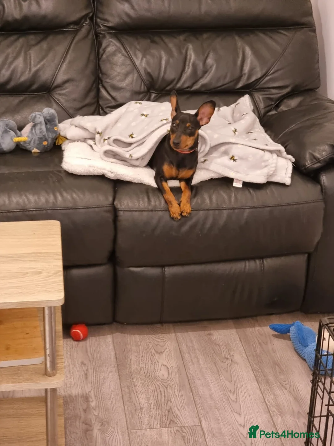 Miniature Pinscher dogs for sale: Female Miniature Pinscher 18 Months – Show Quality - Advert 2