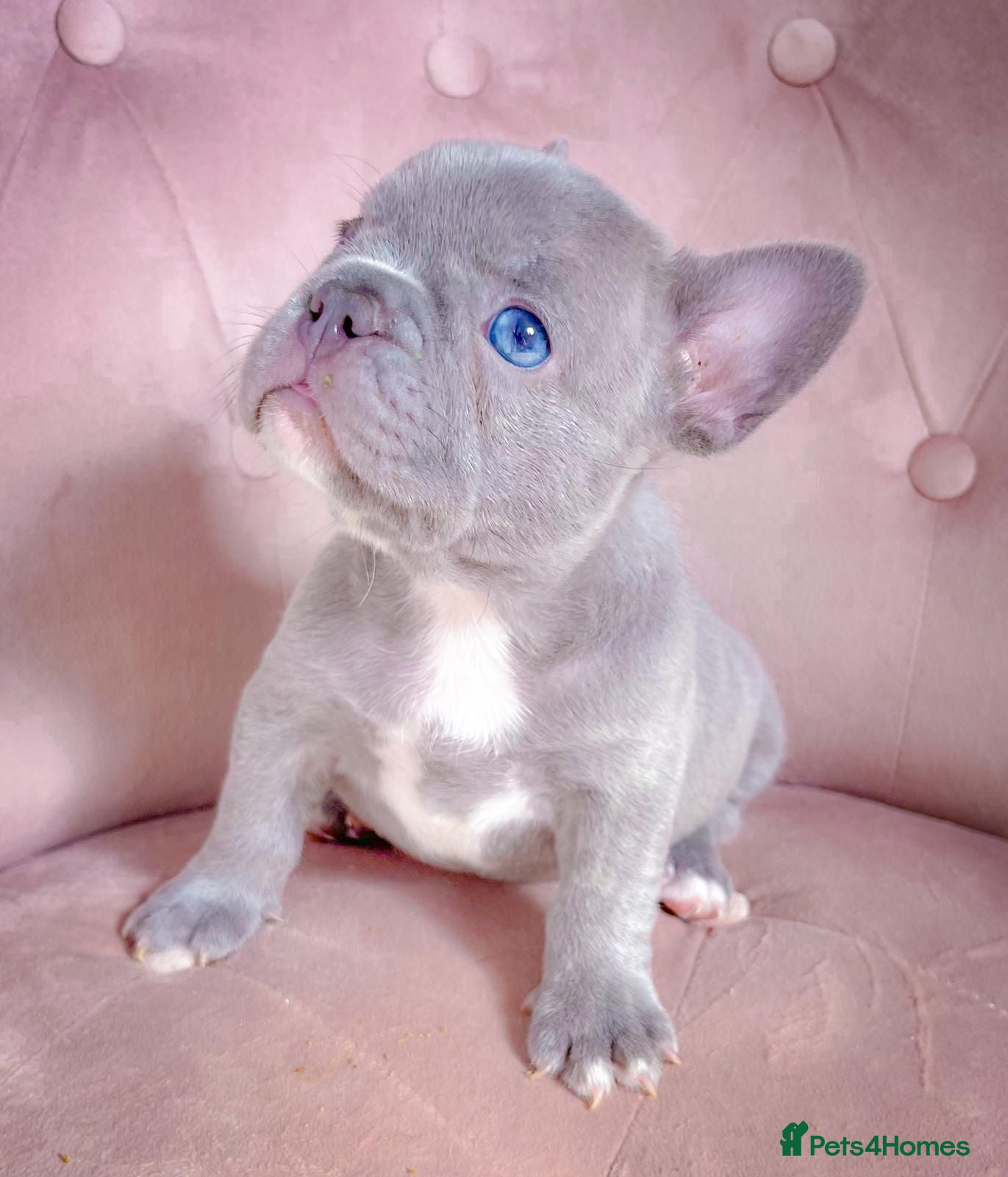 French Bulldog dogs 🐶BEAUTIFUL PUPPIES🐶 - Advert 1