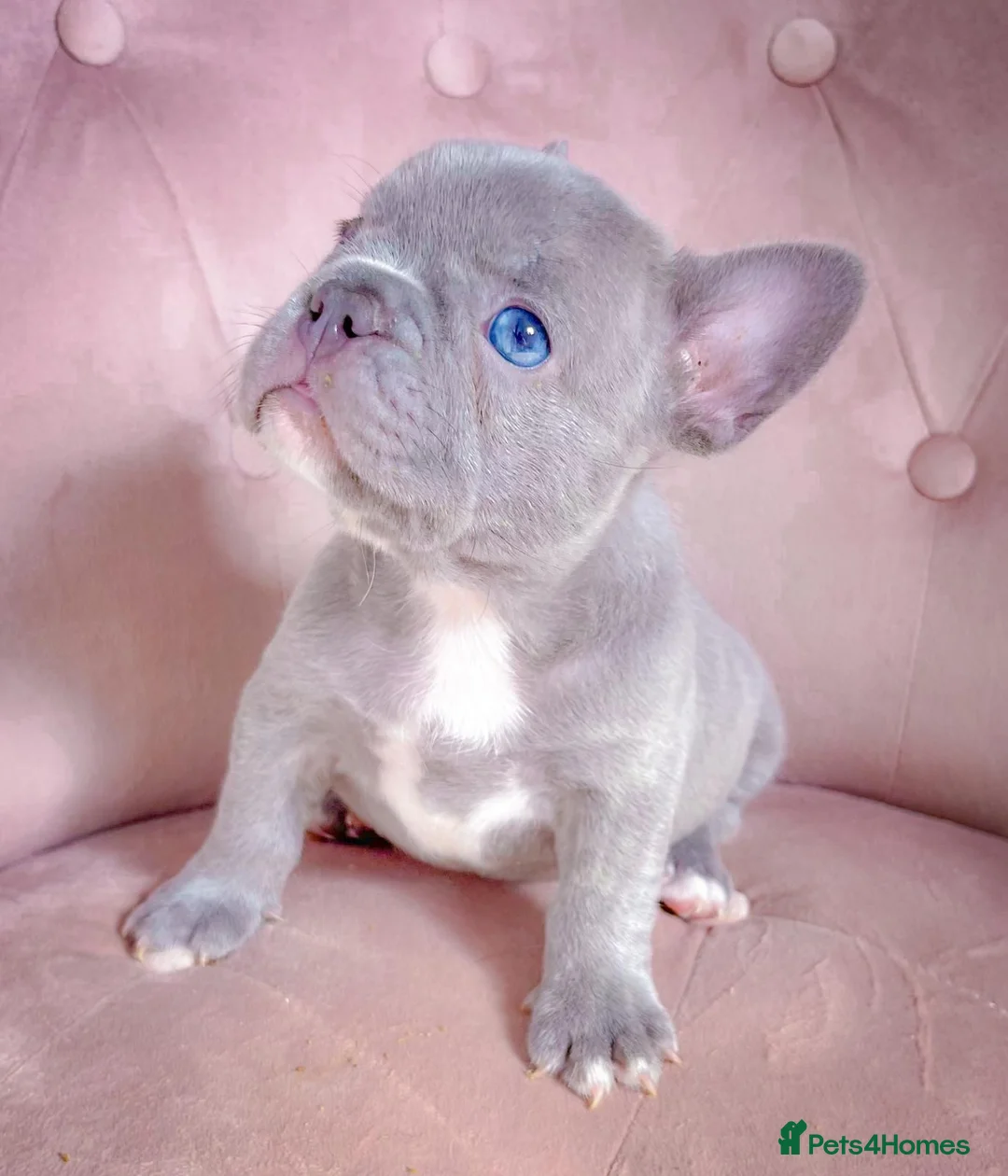 French Bulldog dogs for sale: 🐶BEAUTIFUL PUPPIES🐶 - Advert 1
