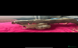 Miniature Dachshund dogs for sale: Kc reg miniature dachshund  - Image 2
