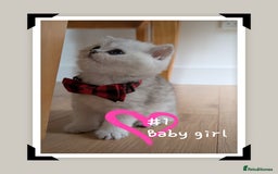 British Longhair cats for sale: 4 adorable kittens  - Image 4