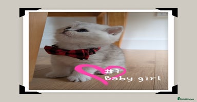 British Longhair cats - Advert 2