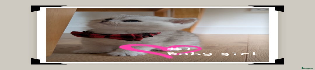 British Longhair Kitten 1