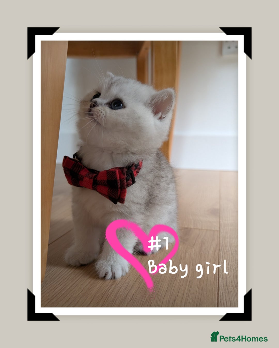 British Longhair cats for sale: 4 adorable kittens  - Image 4