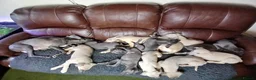 Whippet dogs for sale: High Quality Whippet pups Crufts - Advert 22