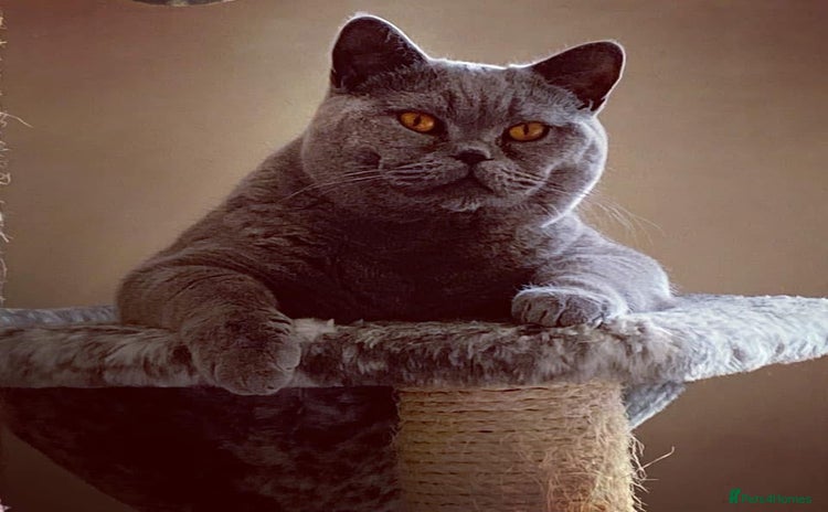British Shorthair cats - Advert 3
