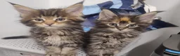 Maine Coon cats for sale: 4 Beautiful Full Maine Coon Kittens Ginger Girl - Advert 15
