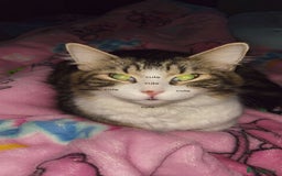 Maine Coon cats for sale: willow maine coon cross begal - Image 6