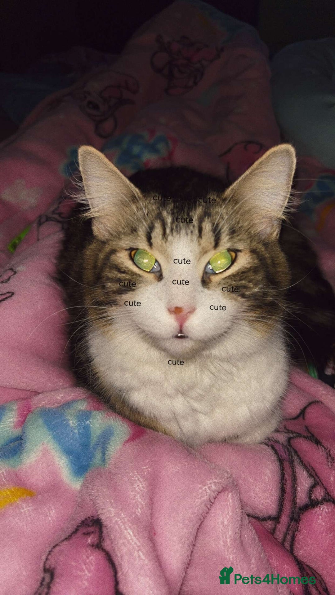 Maine Coon cats for sale: willow maine coon cross begal - Image 6