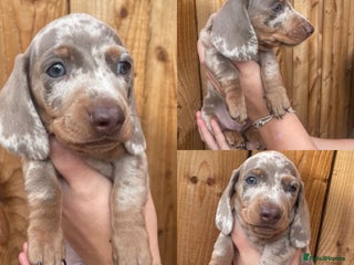 Miniature Dachshund dogs - Advert 31