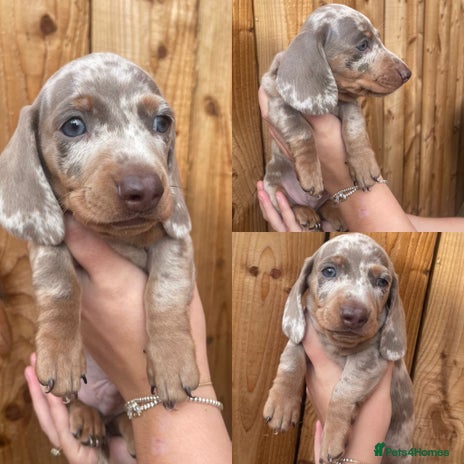 Miniature Dachshund dogs - Advert 2