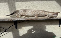 Bengal cats for sale: 5 Bengal kittens , 2 boys and 3 girls  - Image 21