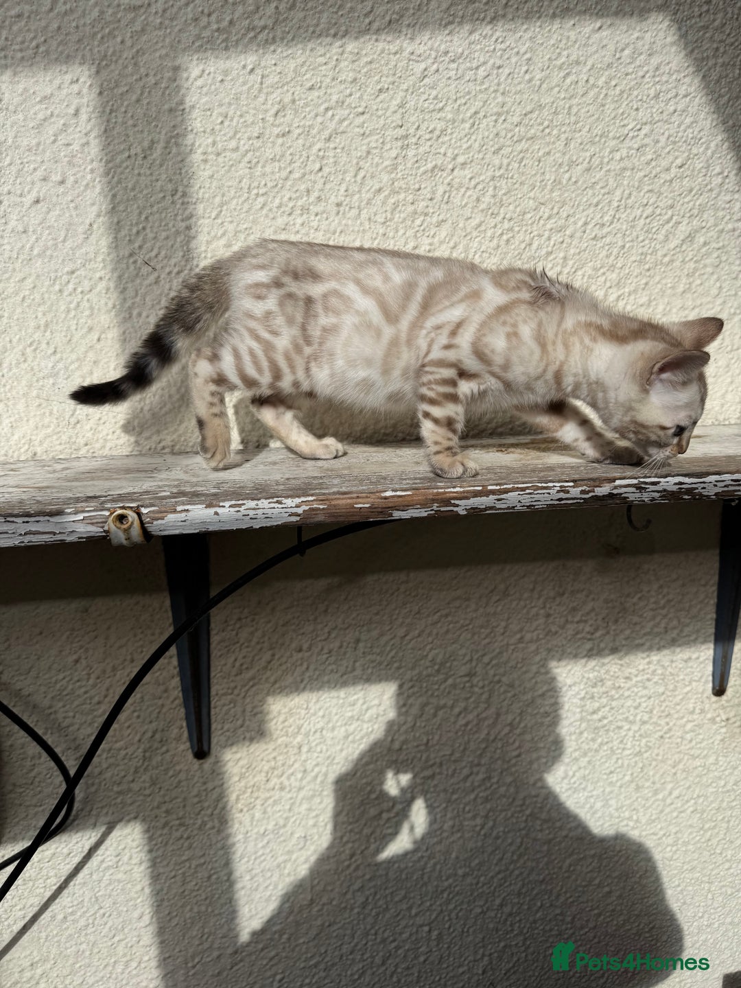 Bengal cats for sale: 5 Bengal kittens , 2 boys and 3 girls  - Image 21
