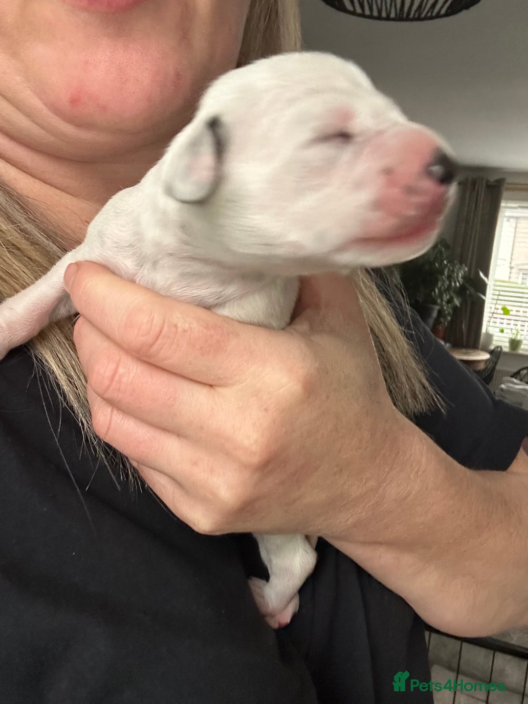 Dalmatian dogs for sale: Dalmatian puppies  - Image 5