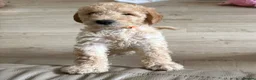 Labradoodle dogs for sale: 2 Girls Remaining! Reduced Miniature Labradoodles - Advert 10