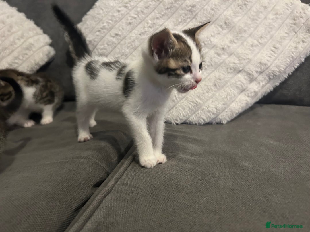 Mixed Breed cats for sale: 6 beautiful kittens ready too go  - Advert 12