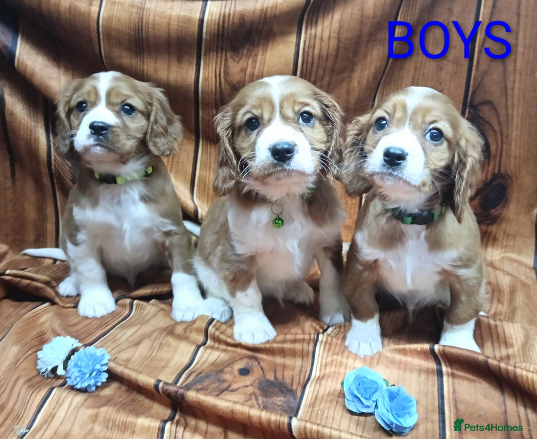 Cavalier King Charles Spaniel dogs for sale: Adorable Cavalier King Charles Spaniel Boys - Advert 3