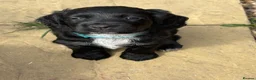 Cocker Spaniel dogs for sale: Working cocker spaniels - Advert 23