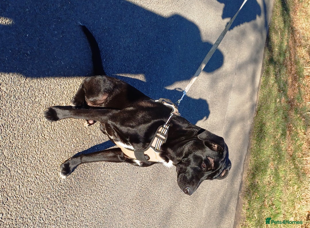 Mixed Breed dogs for adoption: SHEAMUS-a sensitive Soul for the right Human Match - Advert 24