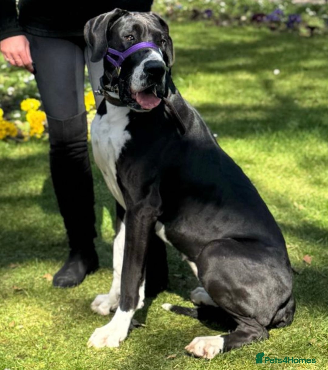 Great Dane dogs for sale: Incredible 3 year old bitch needs new home - Image 3
