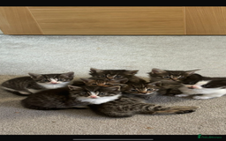 Savannah cats for sale: F7 Savannah cats  - Image 1