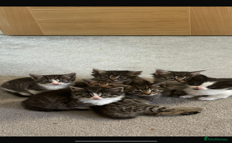 Savannah cats - Advert 1