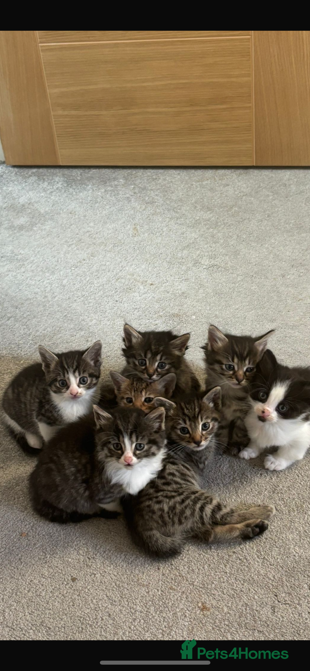 Savannah cats for sale: F7 Savannah cats  - Image 1
