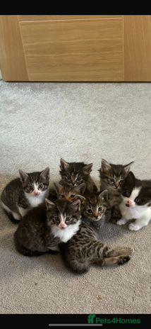 Savannah cats - Advert 1