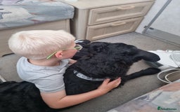 Mixed Breed dogs for adoption: Rocco - Image 4
